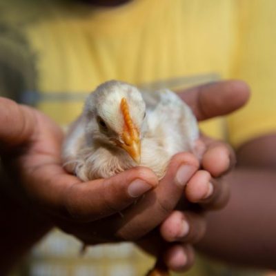 Is Chicken Rental a Trend or Viable Business?